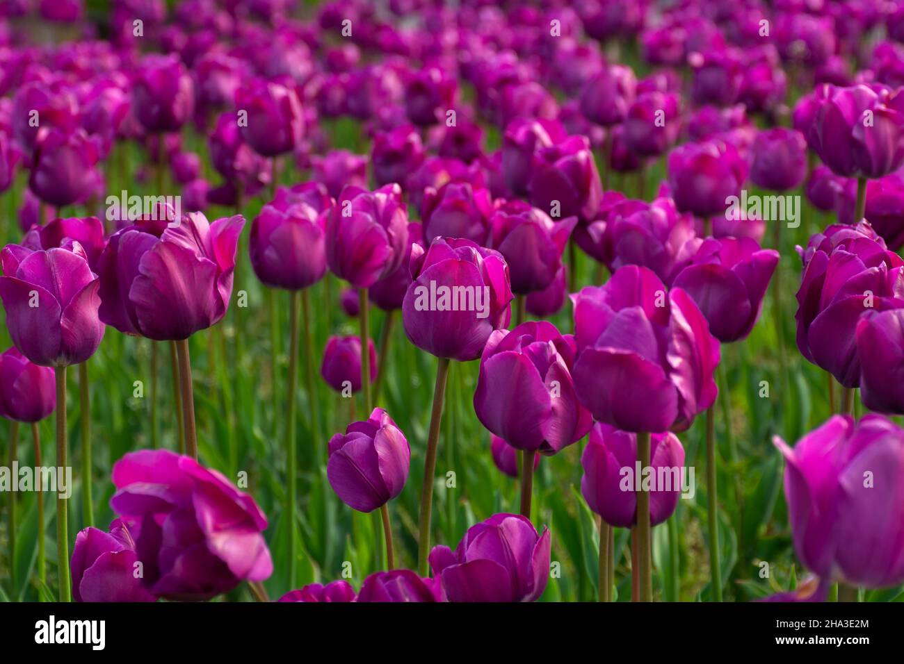 i fiori viola del tulipano fioriscono nel giardino. bello sfondo floreale della natura in estate Foto Stock