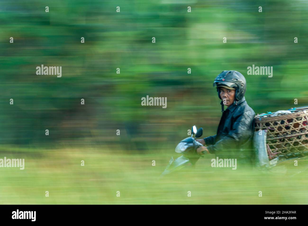 L'uomo che trasporta polli in moto. Foto Stock