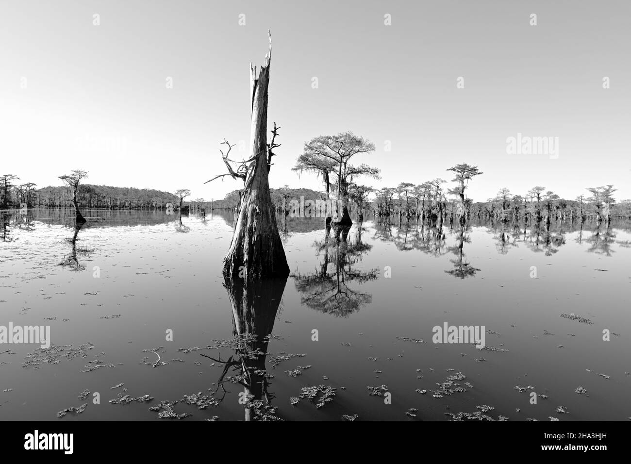 Vista sul lago Caddo Foto Stock