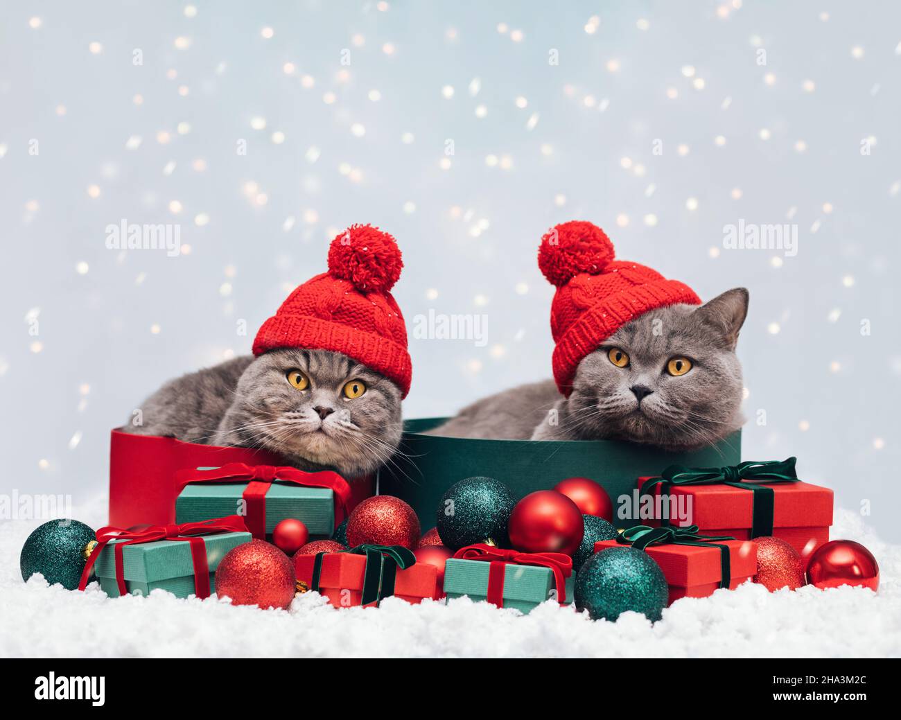 Gatti di Natale in scatole regalo. Due gatti in cappelli rossi con decorazioni natalizie su sfondo innevato invernale. Biglietto di auguri per l'anno nuovo. Spazio di copia. Foto Stock