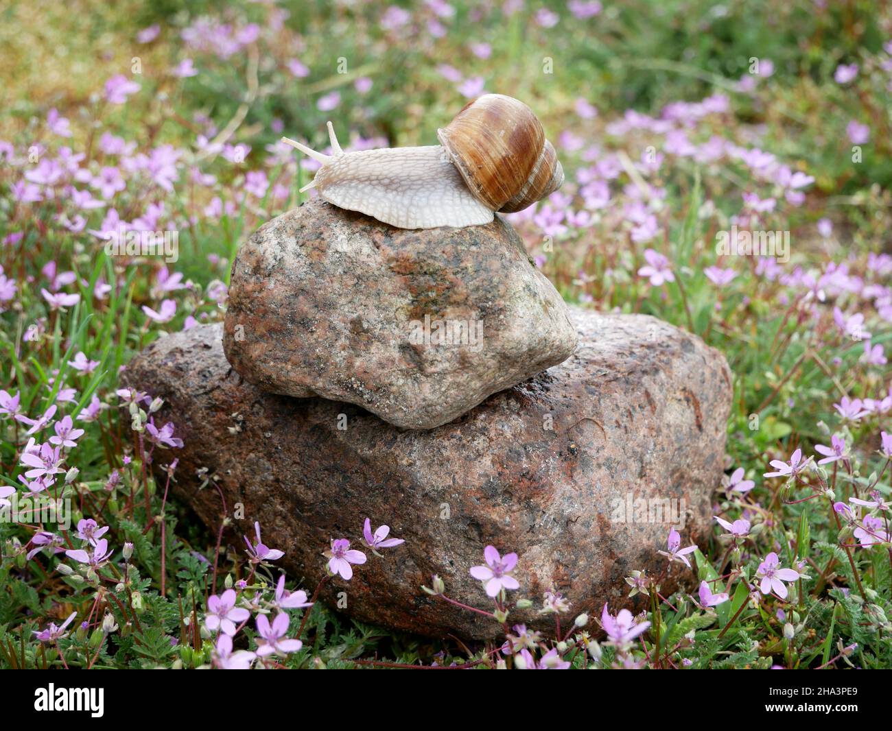 Lumaca strisciando su una roccia tra fiori primaverili. Foto Stock