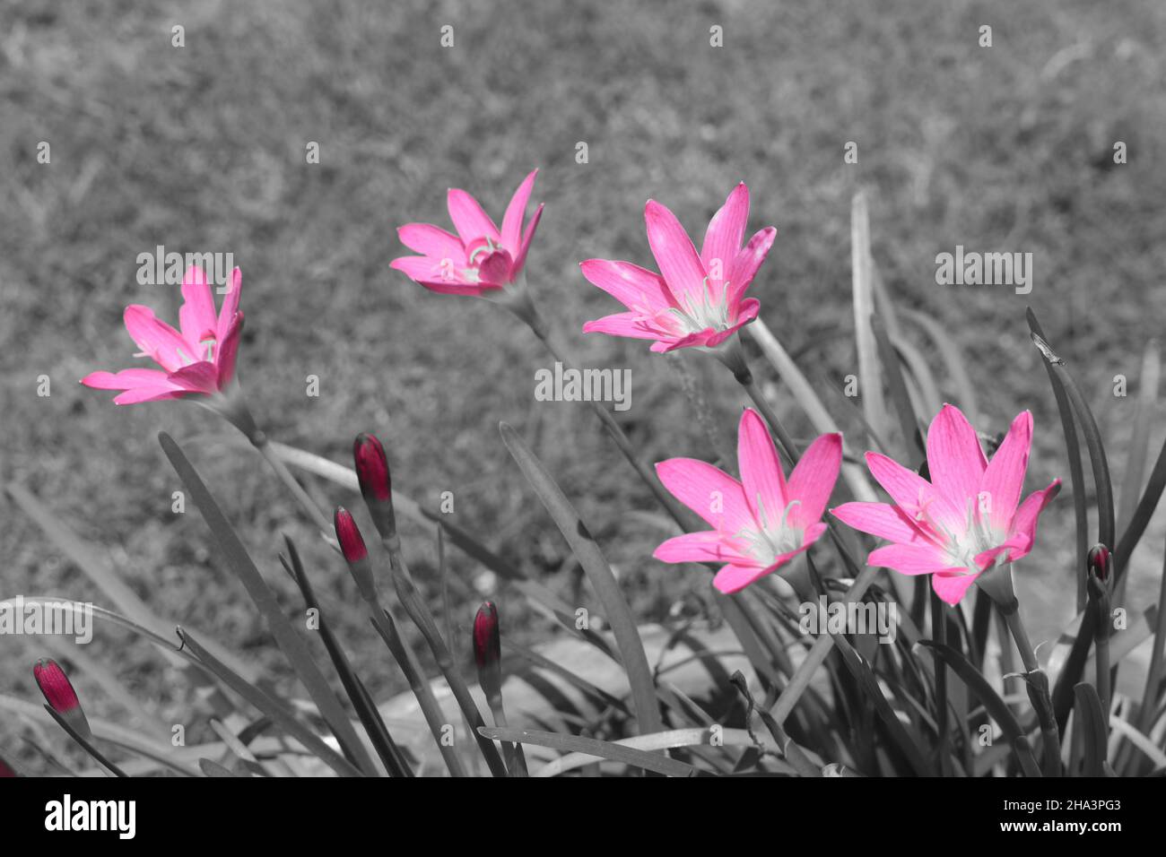 Gigli rosa a pioggia su sfondo grigio. Foto Stock