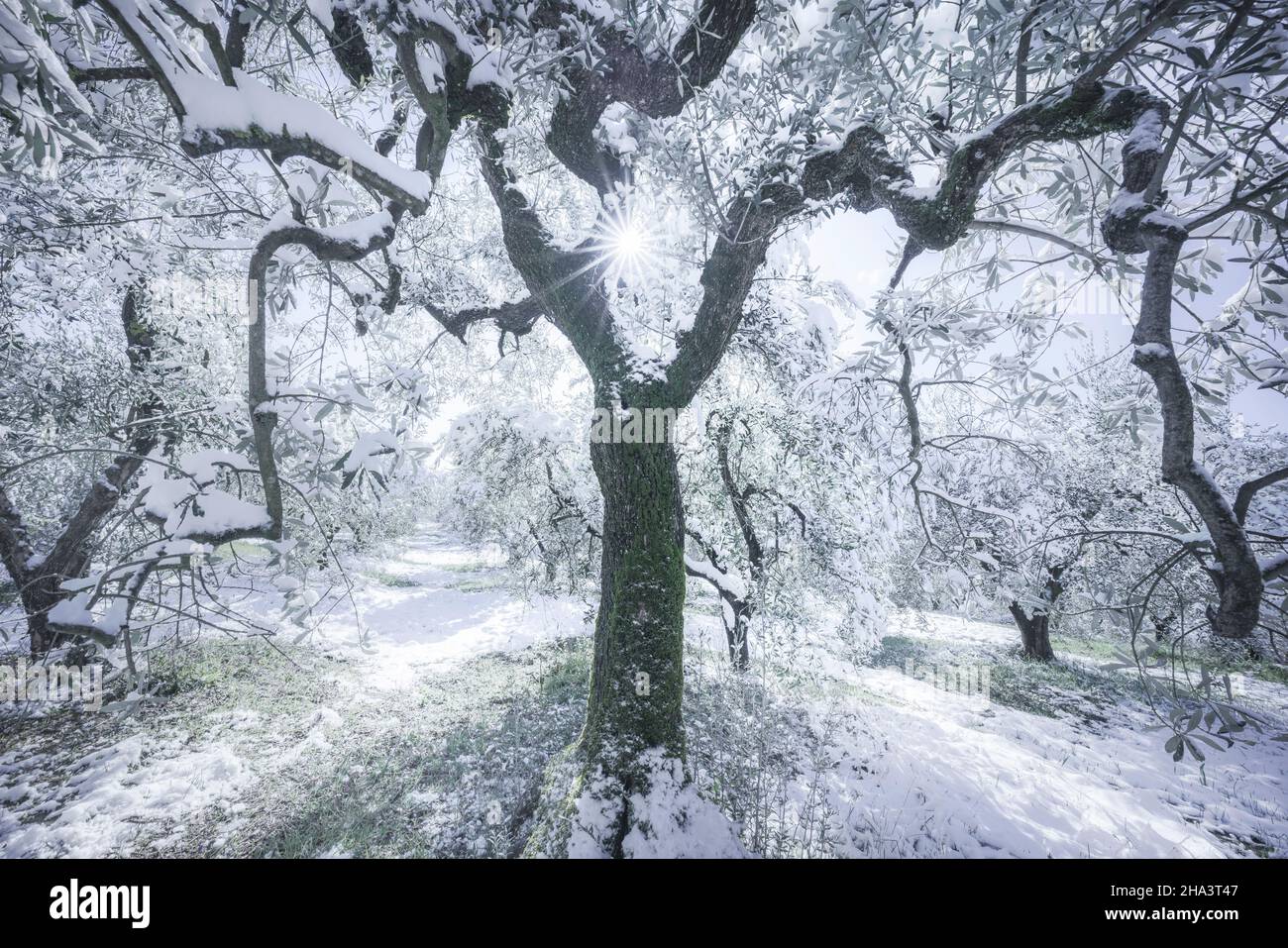 Neve in Toscana, ulivi nel boschetto e il sole nei rami. Paesaggio invernale. San Gimignano, Italia, Europa Foto Stock