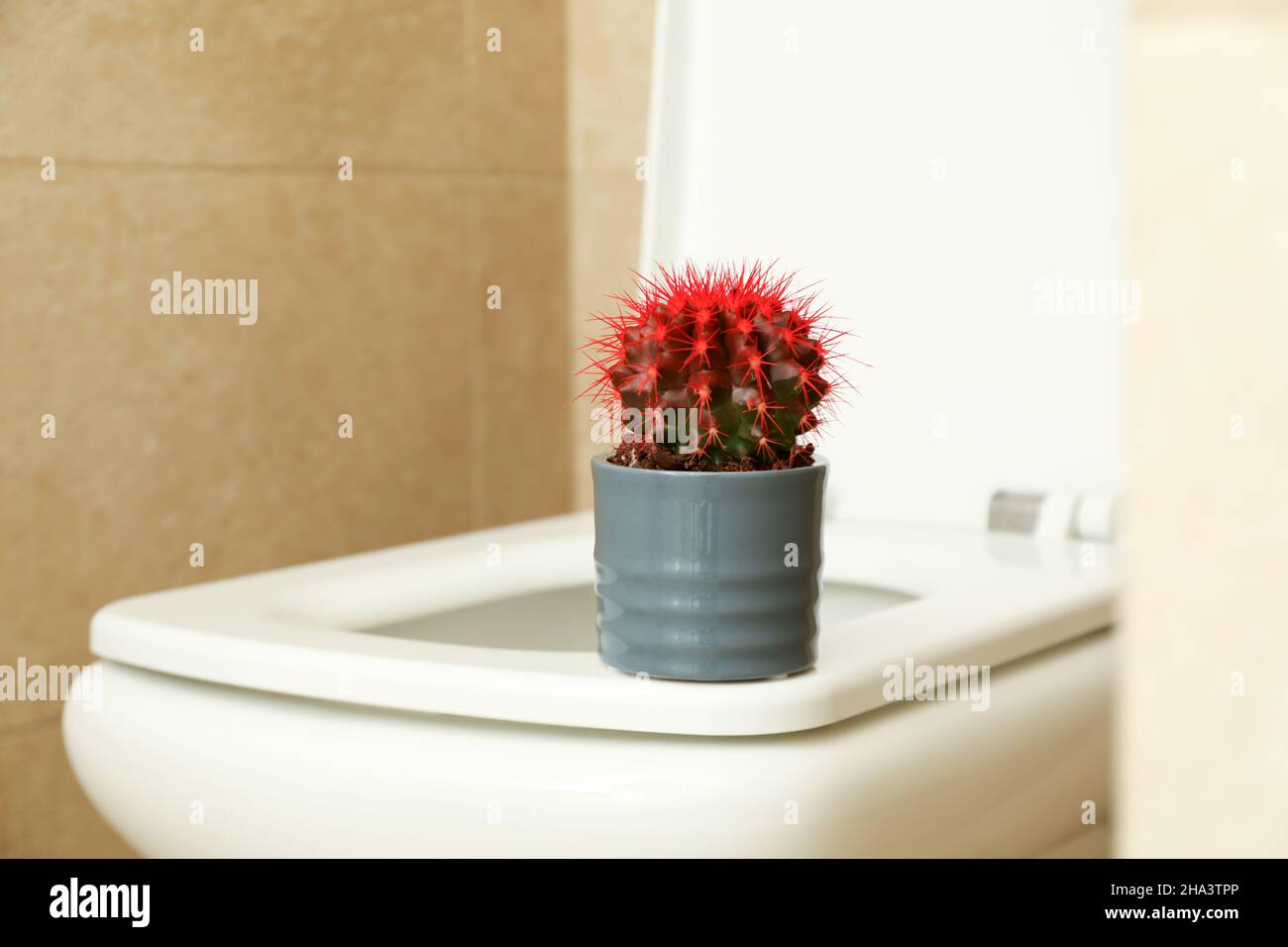 WC con cactus rosso. Concetto di Emorroidi Foto Stock