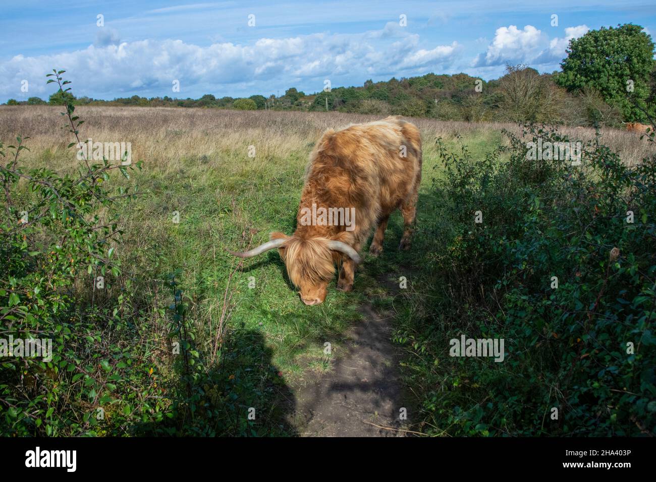 Highland Cow pascolo prato di fiori selvatici Foto Stock