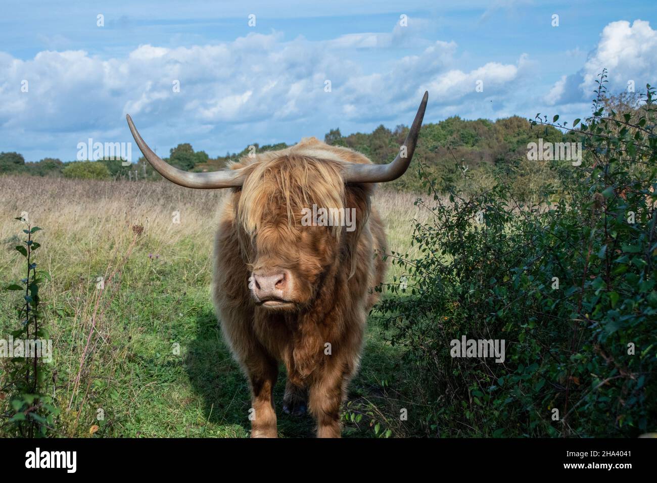 Highland Cow pascolo prato di fiori selvatici Foto Stock