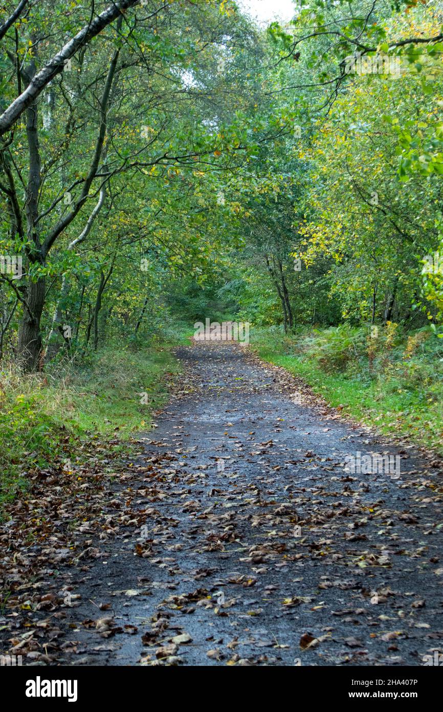 Il percorso ferroviario di Lanchester Valley in autunno Foto Stock