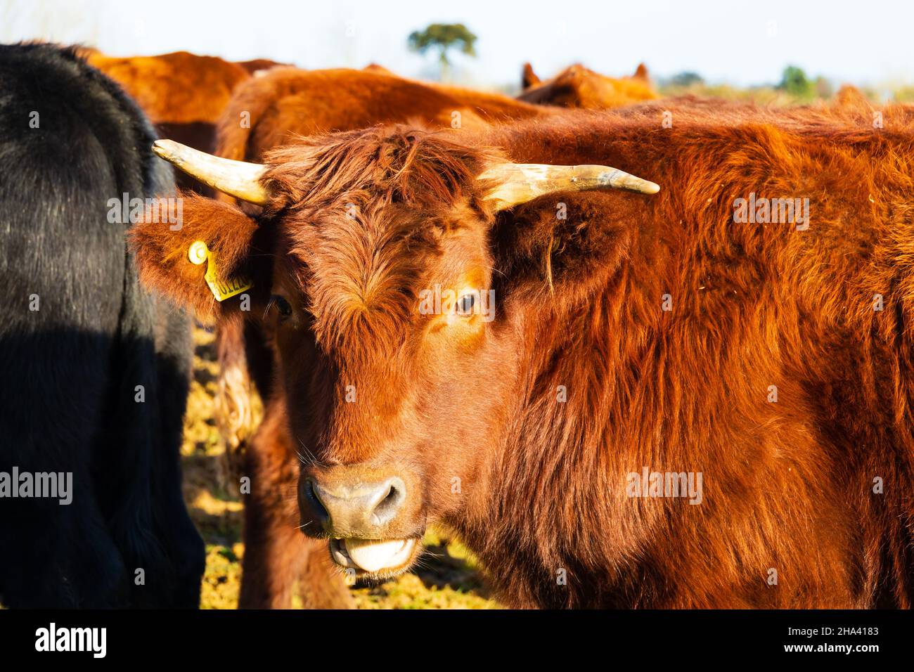 Lincolnshire Red Cow bull guardando la fotocamera. Bestiame bovino. Foto Stock