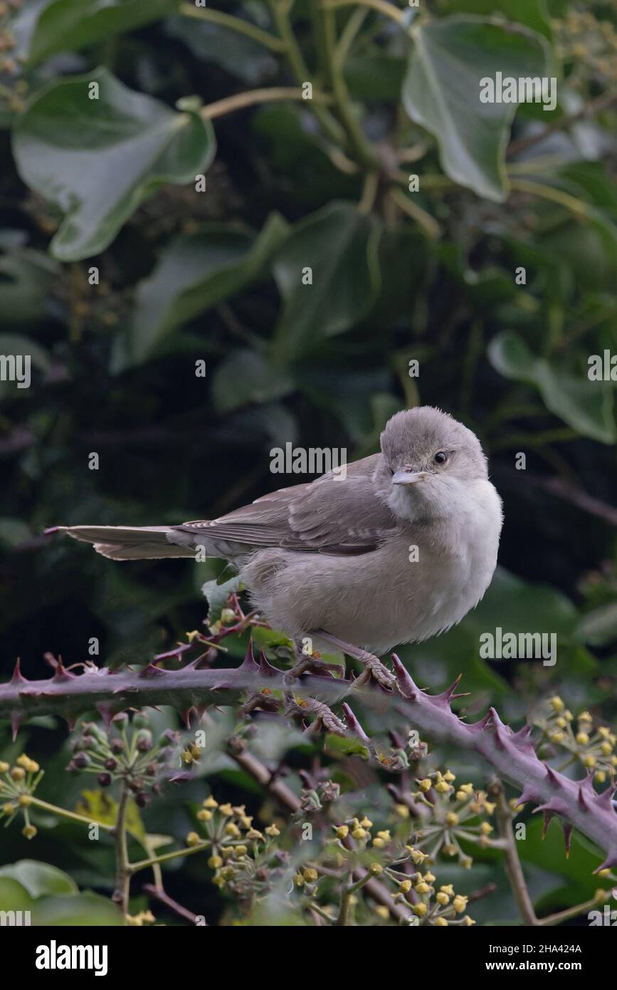 Barred Warbler (Sylvia nisoria) con Ivy (Hedera Helix) Wiveton Norfolk GB UK Dicembre 2021 Foto Stock