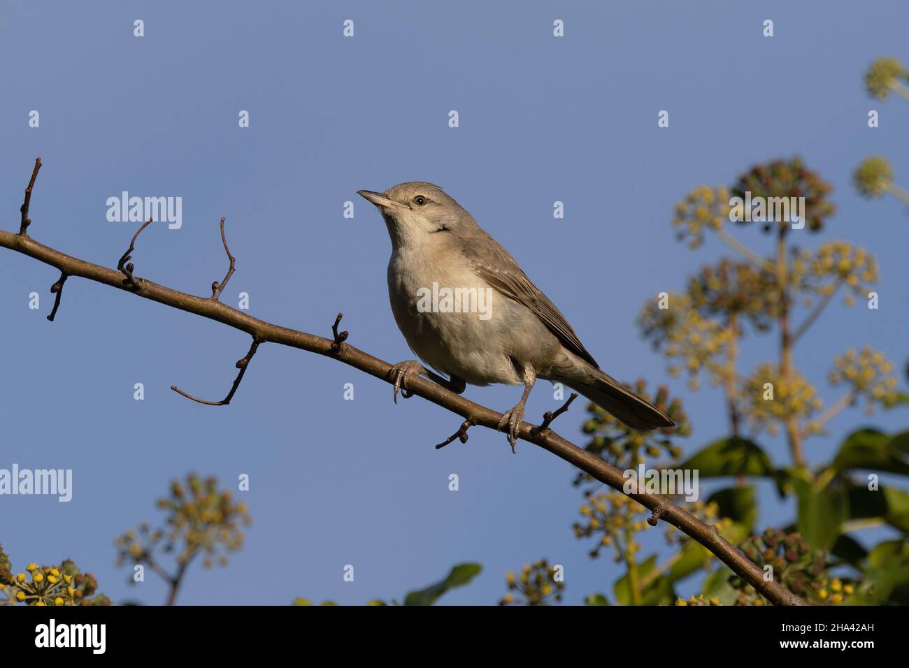 Barred Warbler (Sylvia nisoria) con Ivy (Hedera Helix) Wiveton Norfolk GB UK Dicembre 2021 Foto Stock