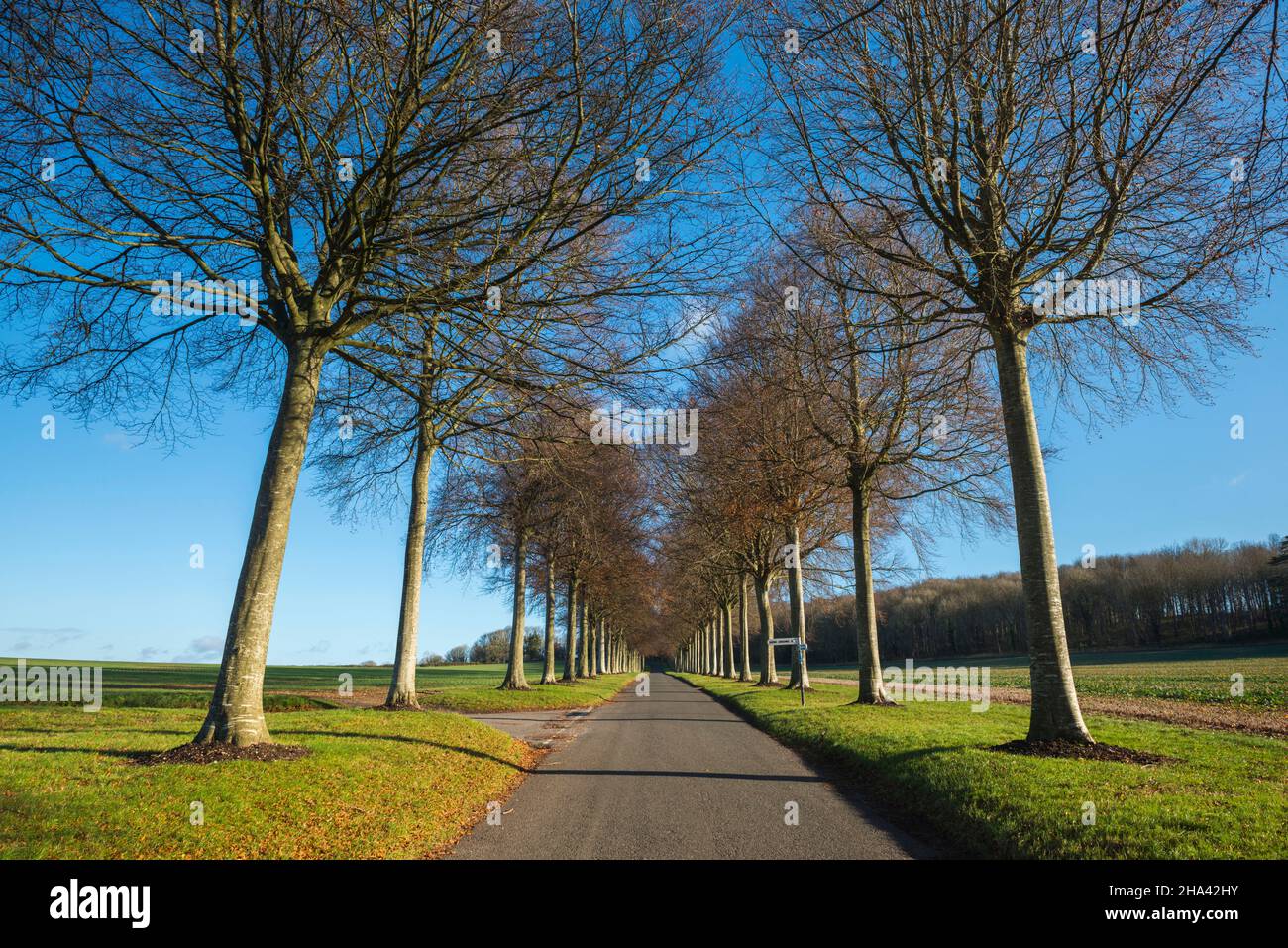 Moor Crichel, Dorset, Regno Unito. 10th dicembre 2021. UK Meteo: Il viale di faggi sulla strada per Moor Crichel nel Dorset sotto il cielo azzurro chiaro di sole. Picture Credit: Graham Hunt/Alamy Live News Foto Stock