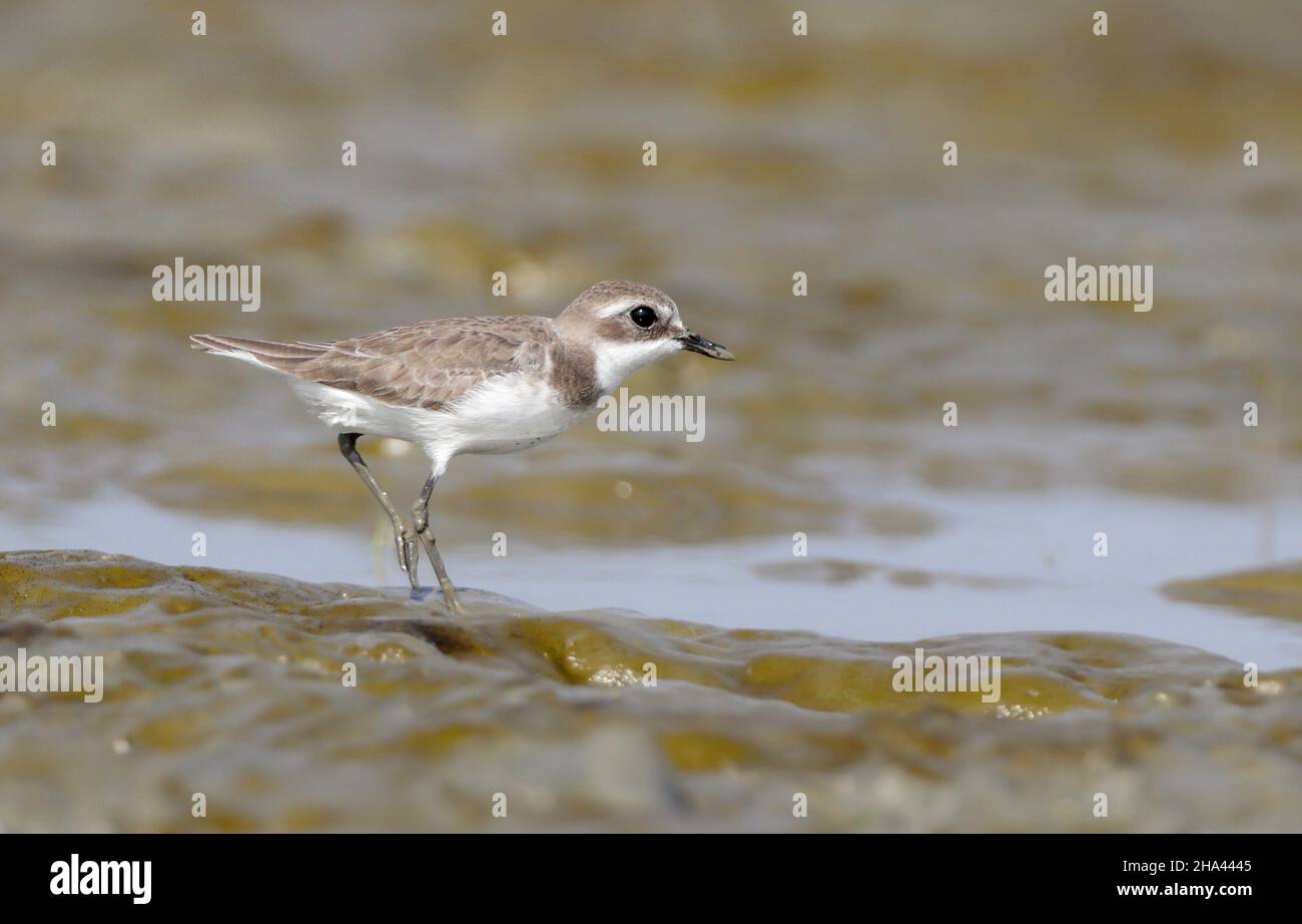 Plover di sabbia minore. Plover di sabbia minore è un piccolo wader nella famiglia di plover di uccelli. Foto Stock