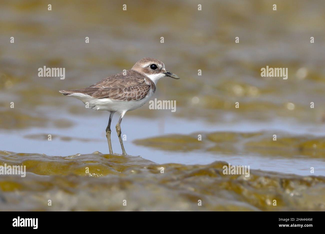 Plover di sabbia minore. Plover di sabbia minore è un piccolo wader nella famiglia di plover di uccelli. Foto Stock