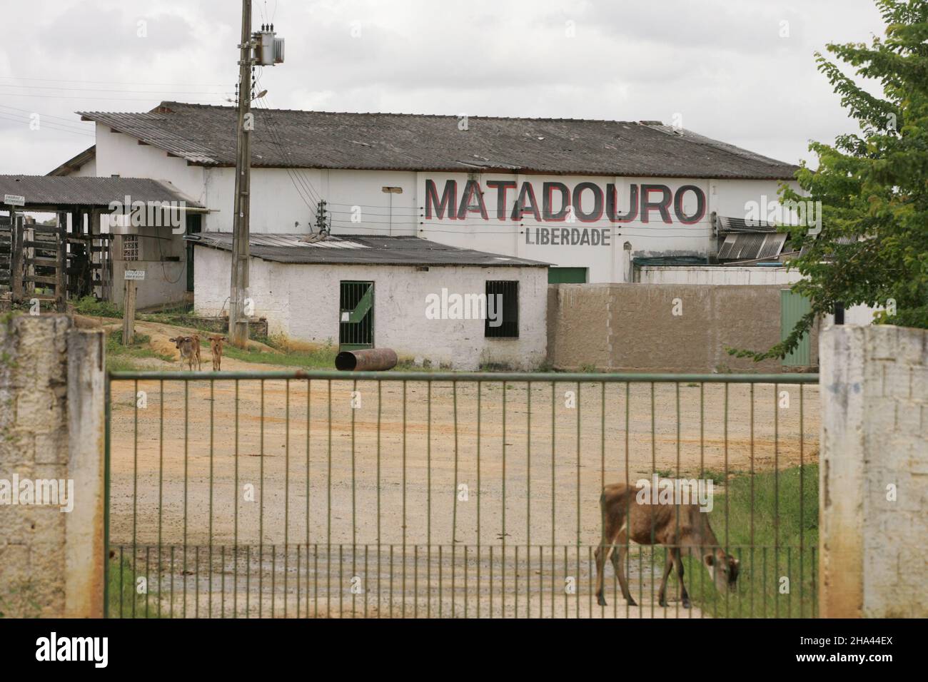 Itamaraju, bahia, brasile - 6 ottobre 2009: Vista del macello animale nella città di Itamaraju. Foto Stock