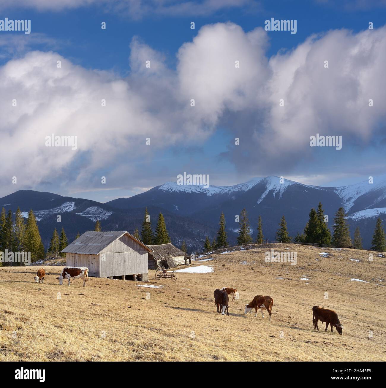 Paesaggio primaverile in un villaggio di montagna. Mucche che pascolo in un prato. Bel tempo soleggiato con bellissime nuvole di cumuli. Carpazi, Ucraina, Europa Foto Stock