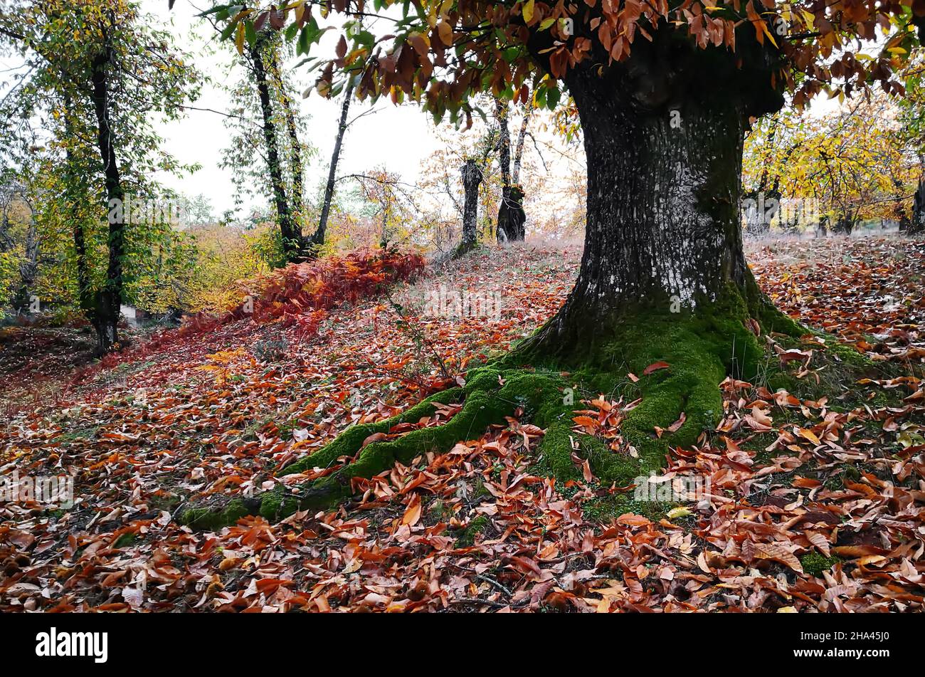 Vecchio castagno centenario in una foresta autunnale con radici Mosy e Twisted Trunks Foto Stock