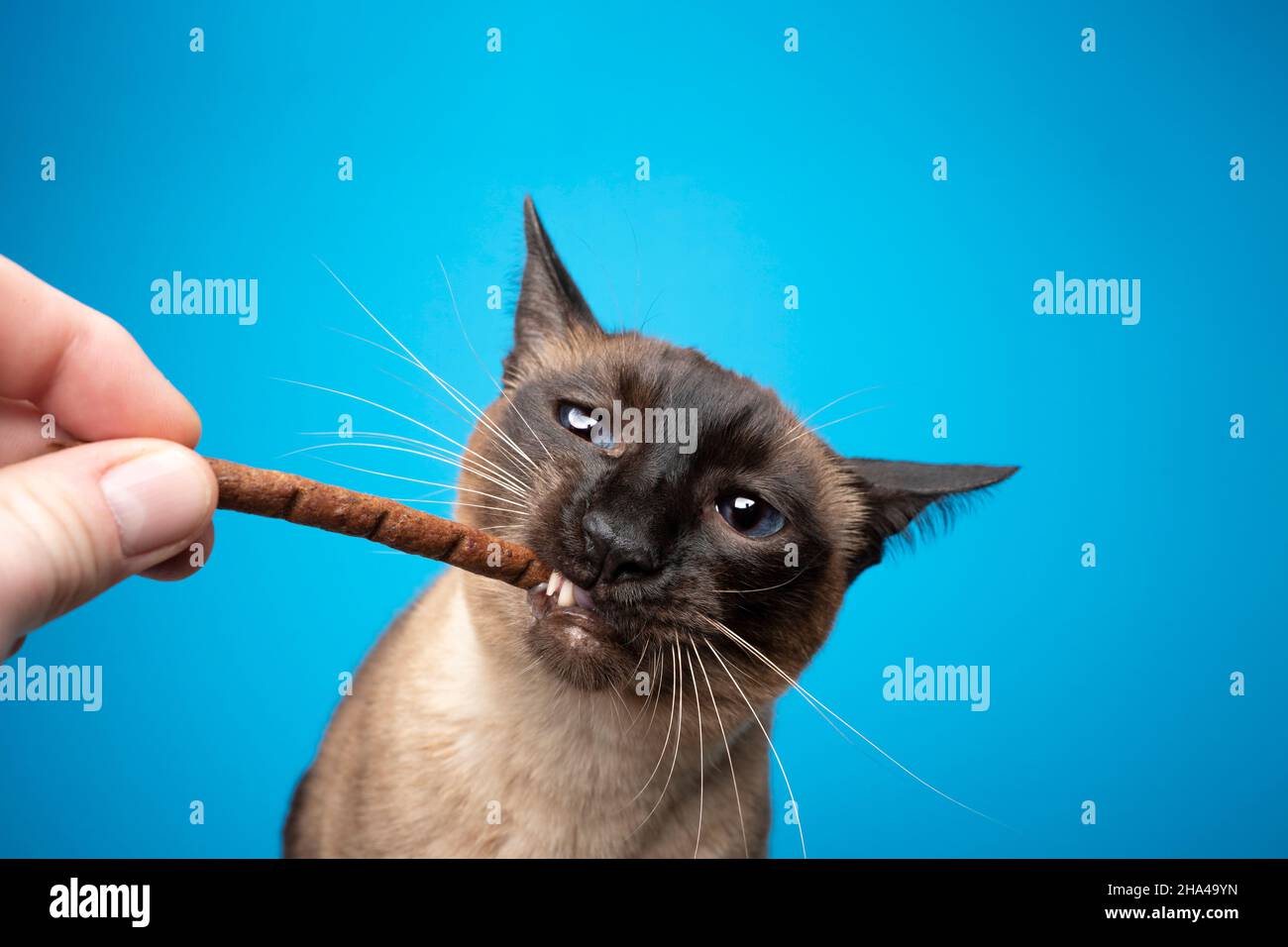 punto di tenuta per l'allattamento al gatto siamese bastone su sfondo blu con spazio per la copia Foto Stock