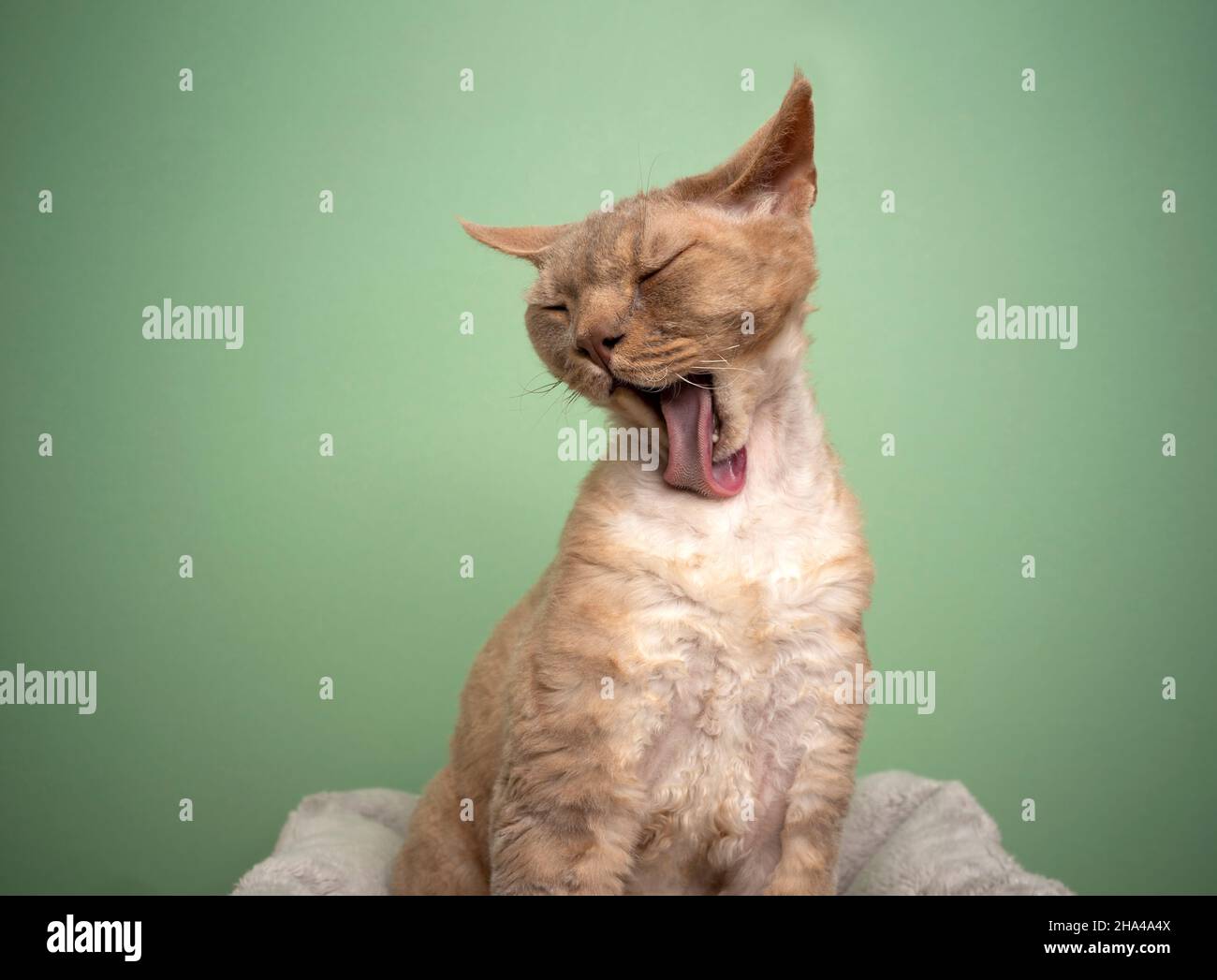 lilla di fawn devon rex gatto grooming lecking pelliccia con lingua lunga che guarda divertente su sfondo verde menta Foto Stock