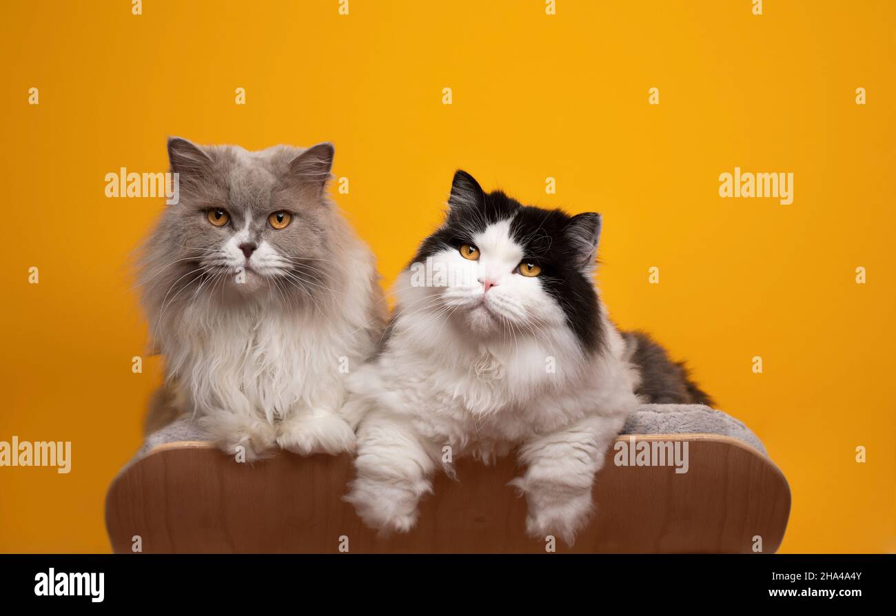 due diversi gatti longhair inglesi di colore fianco a fianco sul letto di animali domestici di fronte a sfondo giallo con spazio copia Foto Stock