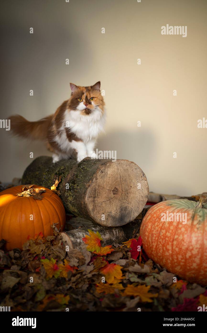 calico gatto longhair britannico in piedi su ceppo di albero con zucche e foglie d'autunno a terra guardando la macchina fotografica con spazio copia Foto Stock