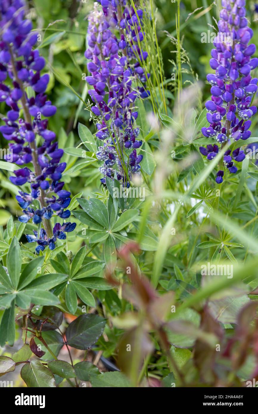 Molti afidi hanno infestato lupini viola Foto Stock