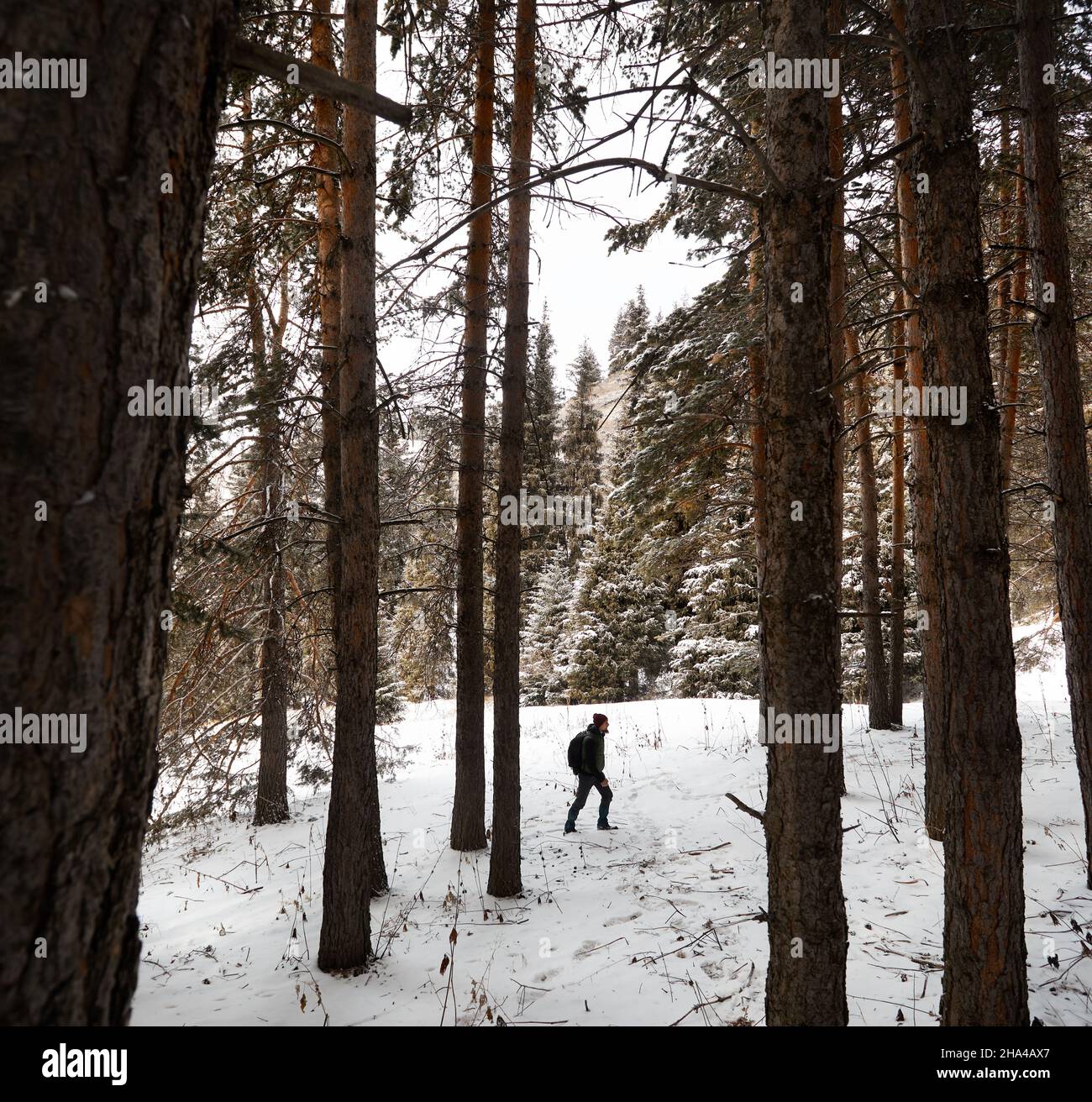 Il turista con zaino e barba cammina sulla foresta di neve con alberi di abete rosso e pino in montagna in inverno. Concetto di viaggio e avventura Foto Stock