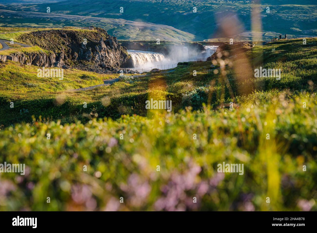 cascata di godafoss nel distretto di bardardardalur dell'islanda nord-centrale, con il fogliame estivo defocused in primo piano. Foto Stock