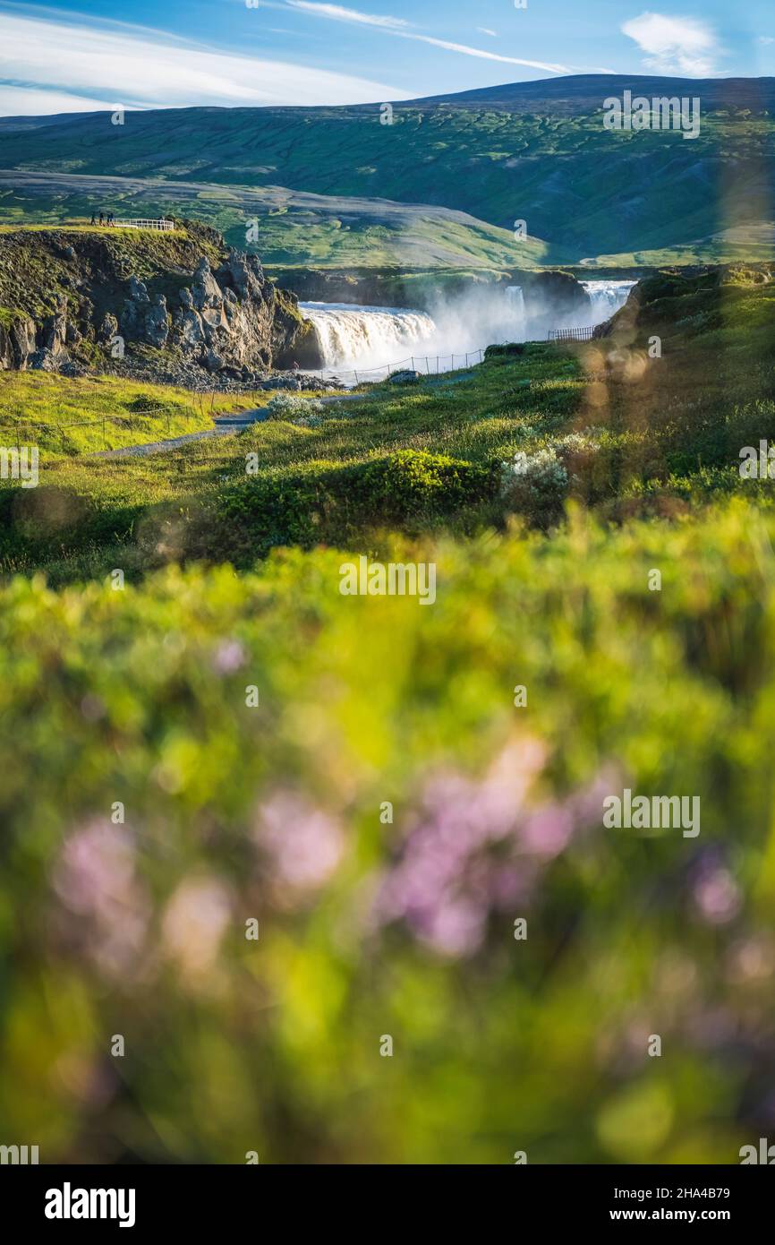 cascata di godafoss nel distretto di bardardardalur dell'islanda nord-centrale, con il fogliame estivo defocused in primo piano. Foto Stock