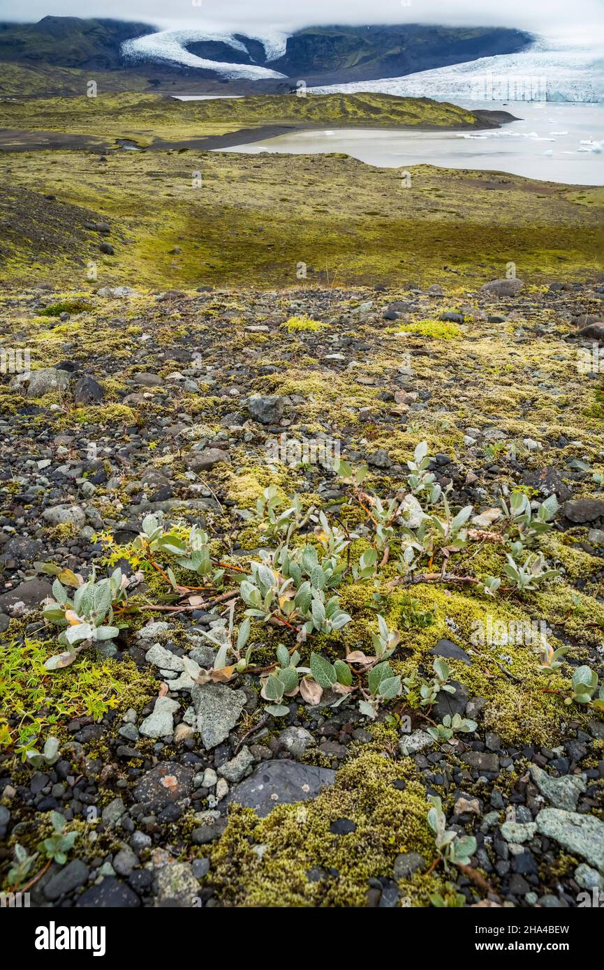 paesaggio panoramico sul ghiacciaio fjallsarlon in islanda. fogliame islandese dei moos in primo piano. parco nazionale vatnajokull. Foto Stock
