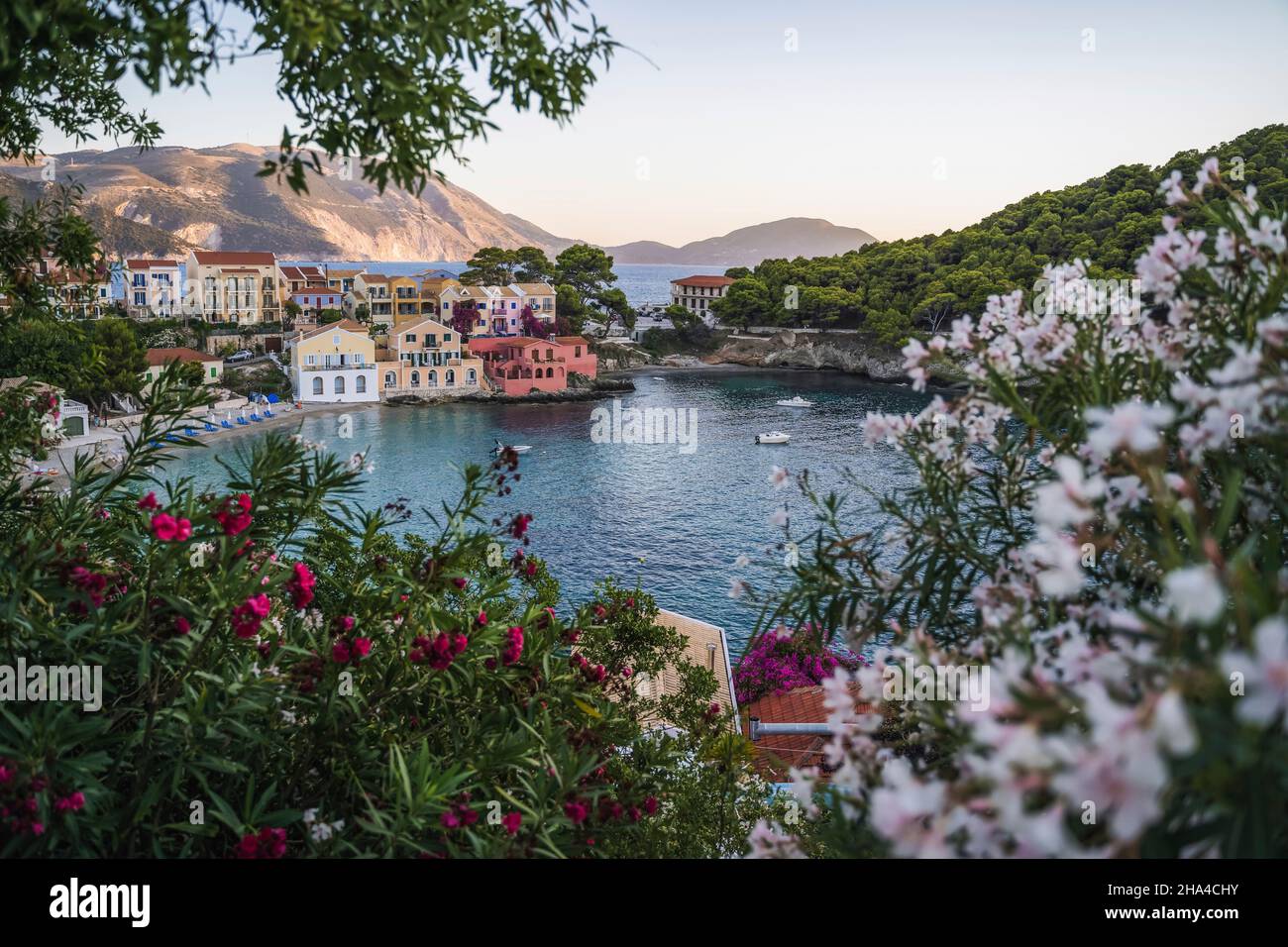 villaggio di assos sull'isola di cefalonia, grecia. fiore di oleandre rosso e bianco in primo piano con baia turchese e case tradizionali colorate sullo sfondo. Foto Stock