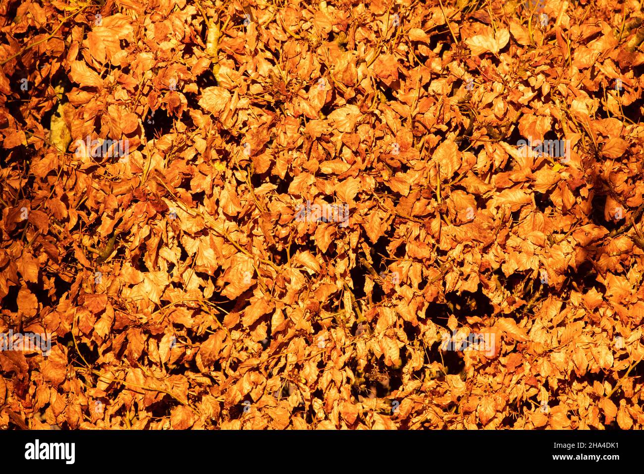 Siepe di faggio in autunno inverno dicembre Foto Stock