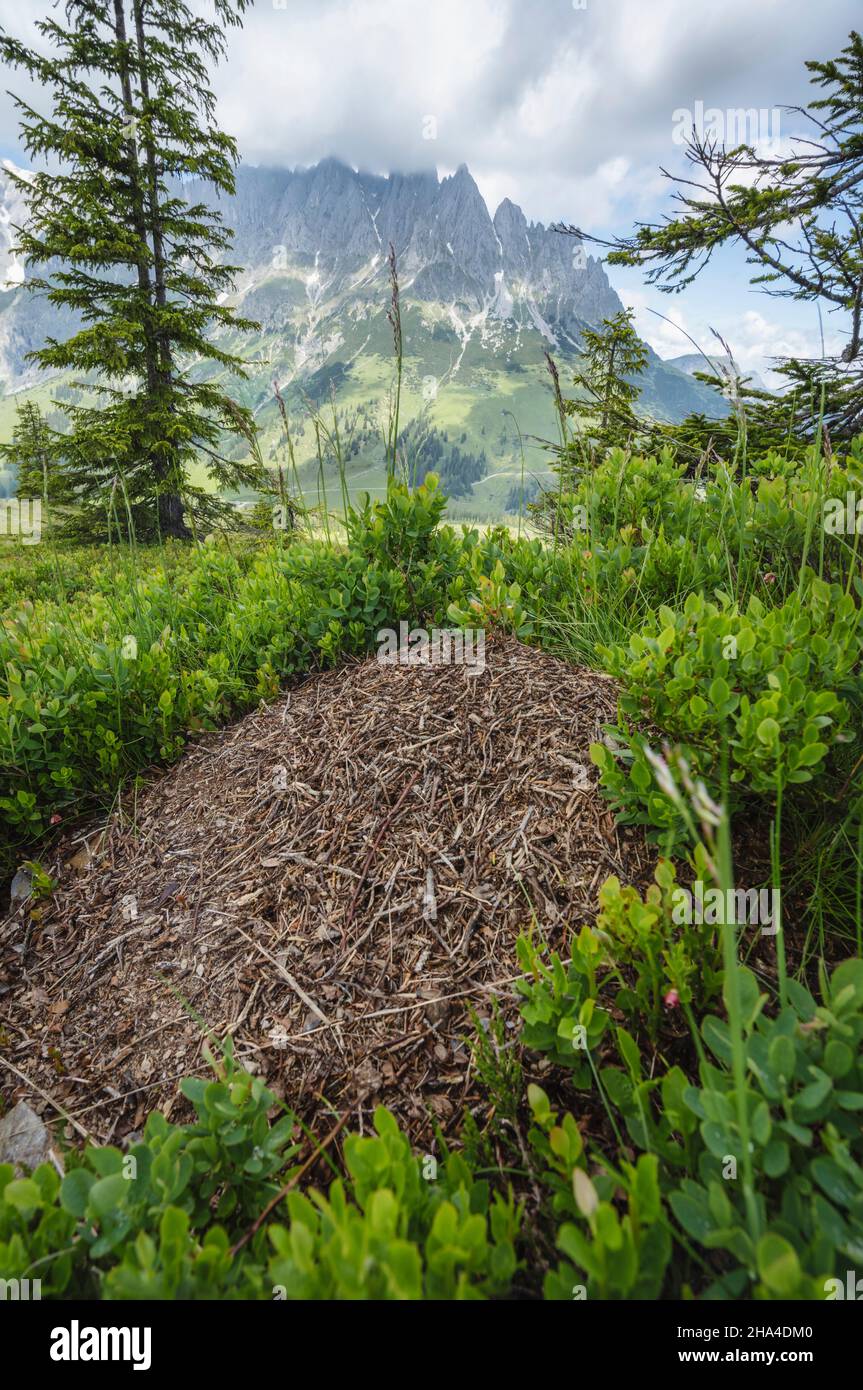 sentiero escursionistico intorno alle montagne selvagge kaiser, tirolo - austria. Foto Stock