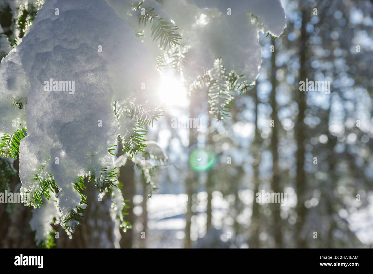 ramo innevato di abete nella foresta con luce solare Foto Stock