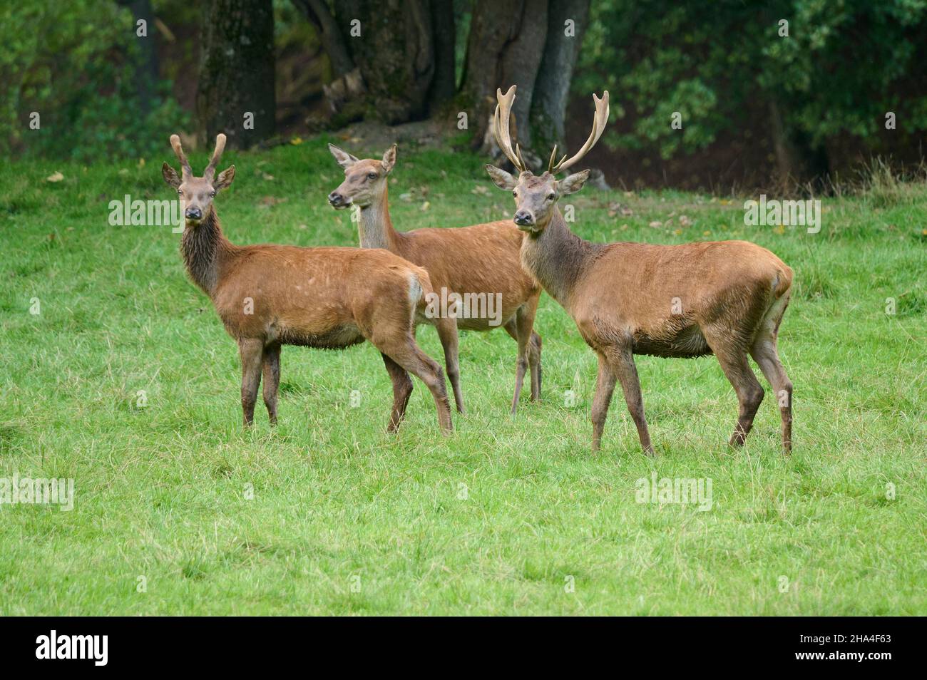 cervi rossi,cervicus elaphus Foto Stock
