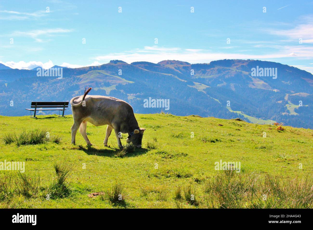 mucca pascolo,razza tiroler grauvie di fronte ad una banca,austria,tirolo,montagne kaiser,ellmau,natura,alpi,regione alpina,prato,verde,destinazione,regione di vacanza,cielo, Foto Stock