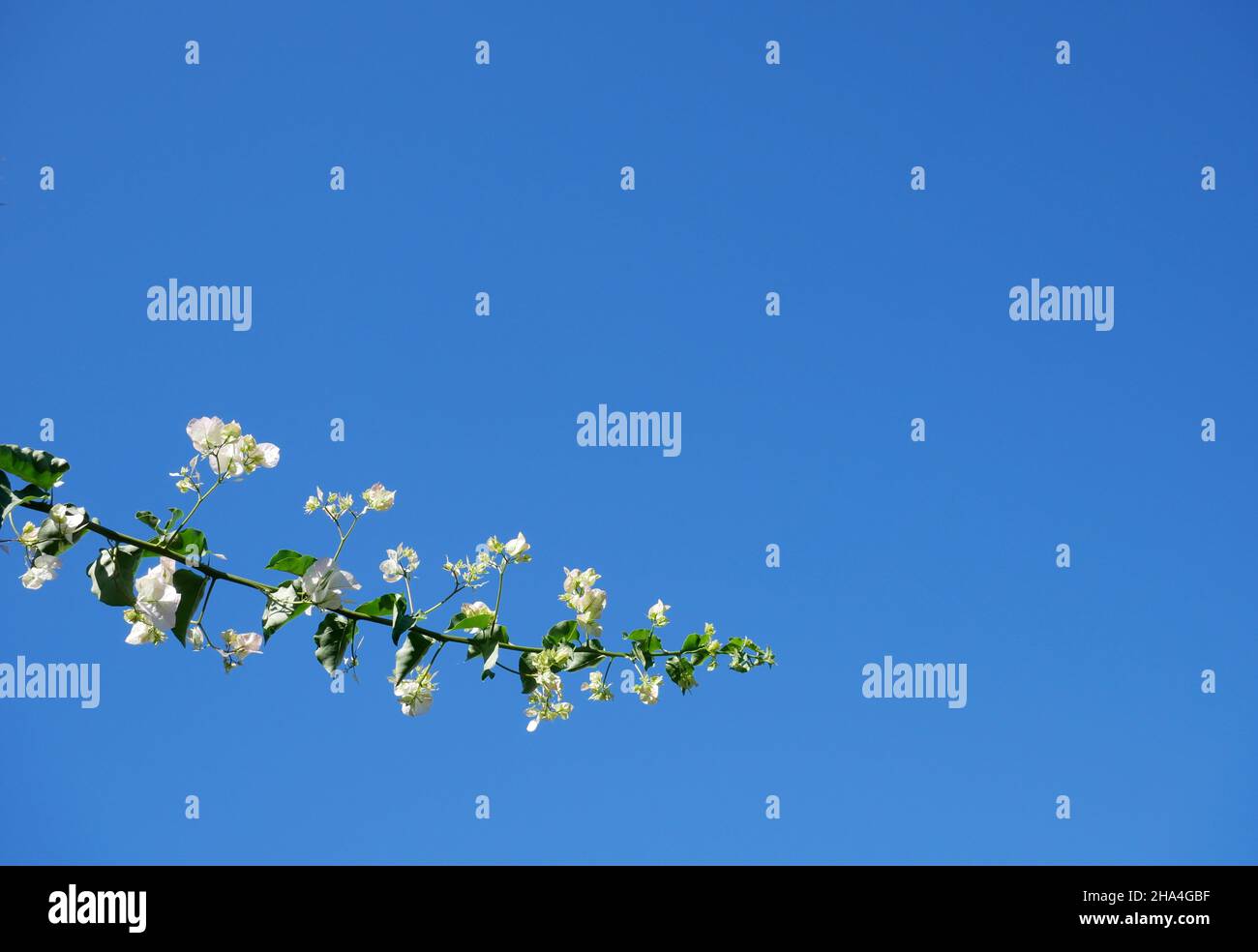 Pianta di bougainvillea bianca e cielo blu Foto Stock