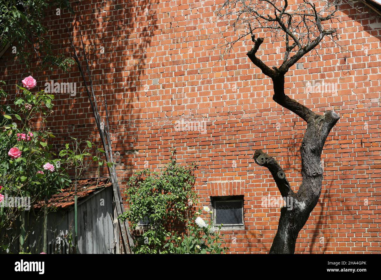 facciata in mattoni di una vecchia casa con un albero gbarled, morto nel giardino. Foto Stock