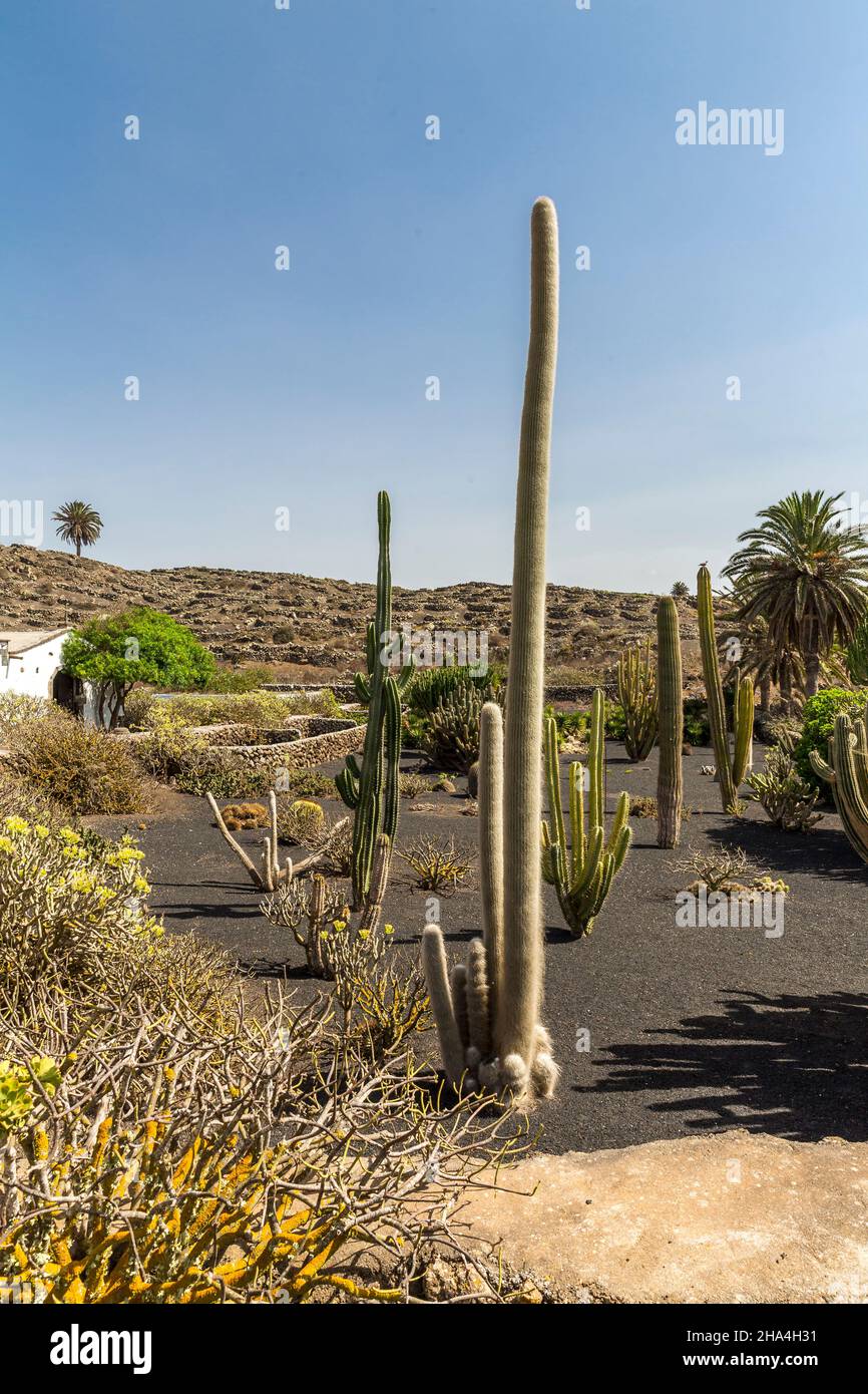 giardino cactus,museo agricola el patio,museo all'aperto,fondato nel 1845,tiagua,lanzarote,isole canarie,spagna,europa Foto Stock