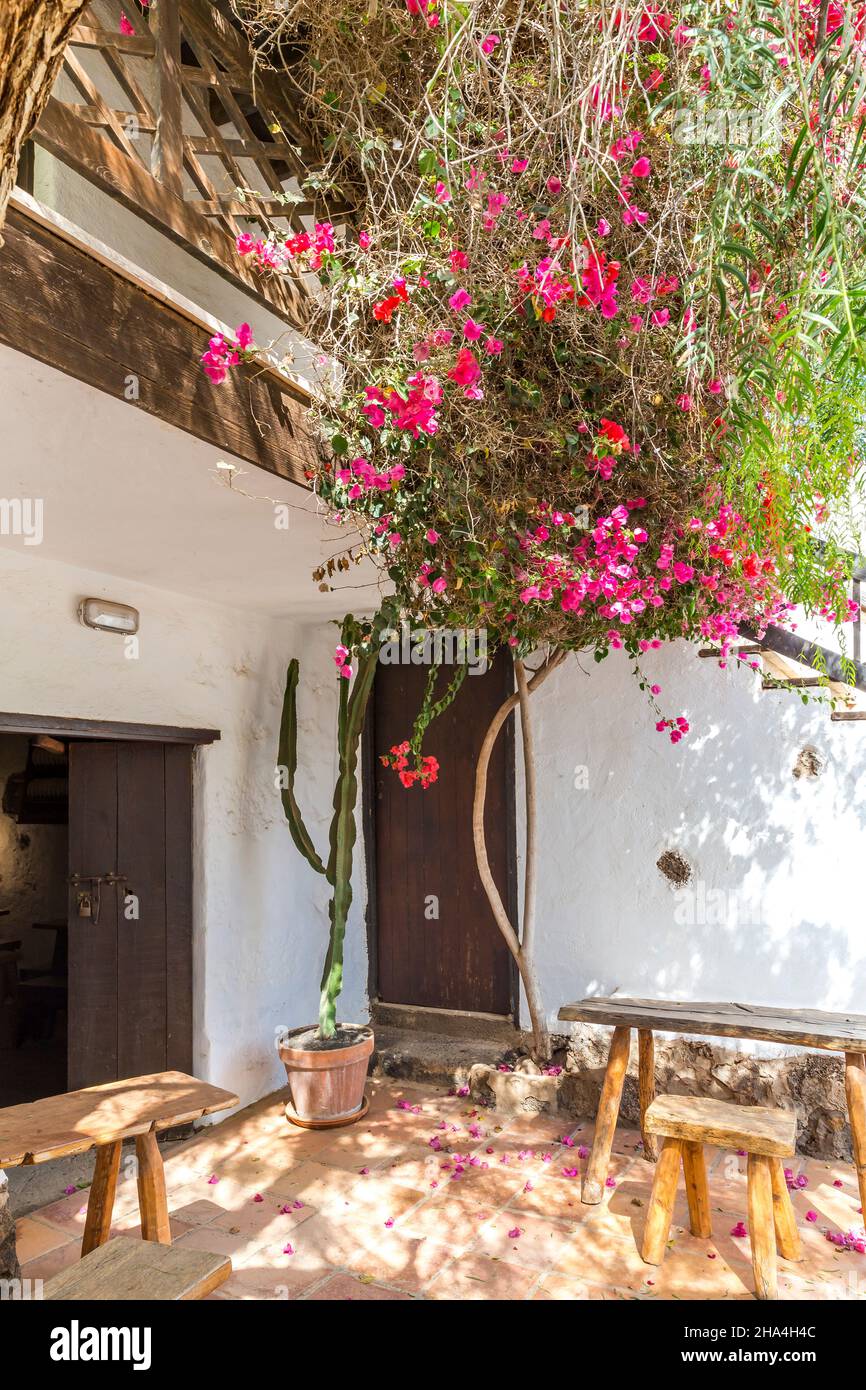 bougainvillea,museo agricola el patio,museo all'aperto,fondato nel 1845,tiagua,lanzarote,isole canarie,spagna,europa Foto Stock