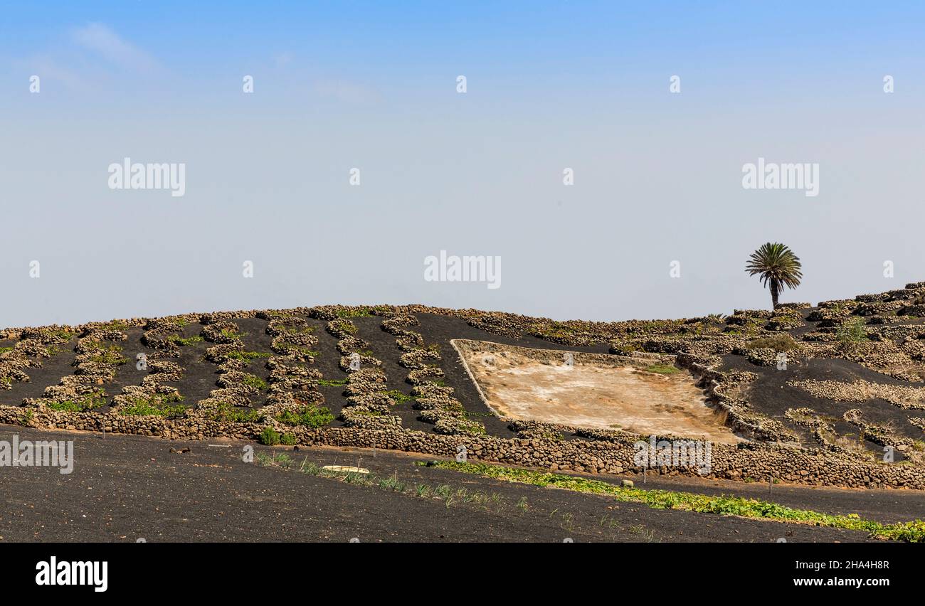 terrazze agricoltura, viticoltura sulle colline laviche, museo agricola el patio, museo all'aperto, fondato nel 1845, tiagua, lanzarote, isole canarie, spagna, europa Foto Stock