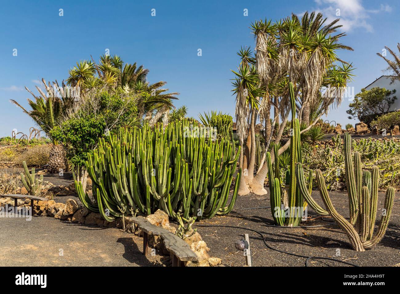 canary spurge (euforbia canariensis), famiglia cactus, museo agricola el patio, museo all'aperto, fondato nel 1845, tiagua, lanzarote, isole canarie, spagna, europa Foto Stock