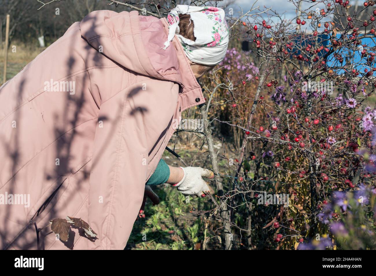 Una donna scopa frutti di bosco di rose da un cespuglio nel paese in una giornata d'autunno soleggiata Foto Stock