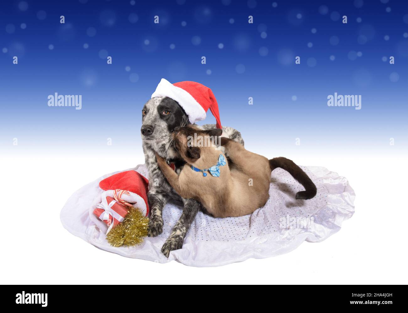 Il cane bianco e nero spotted che indossa un cappello di Santa, con un gatto siamese che la abbraccia ferocemente, e una calza di Natale piena di regali accanto a lei Foto Stock