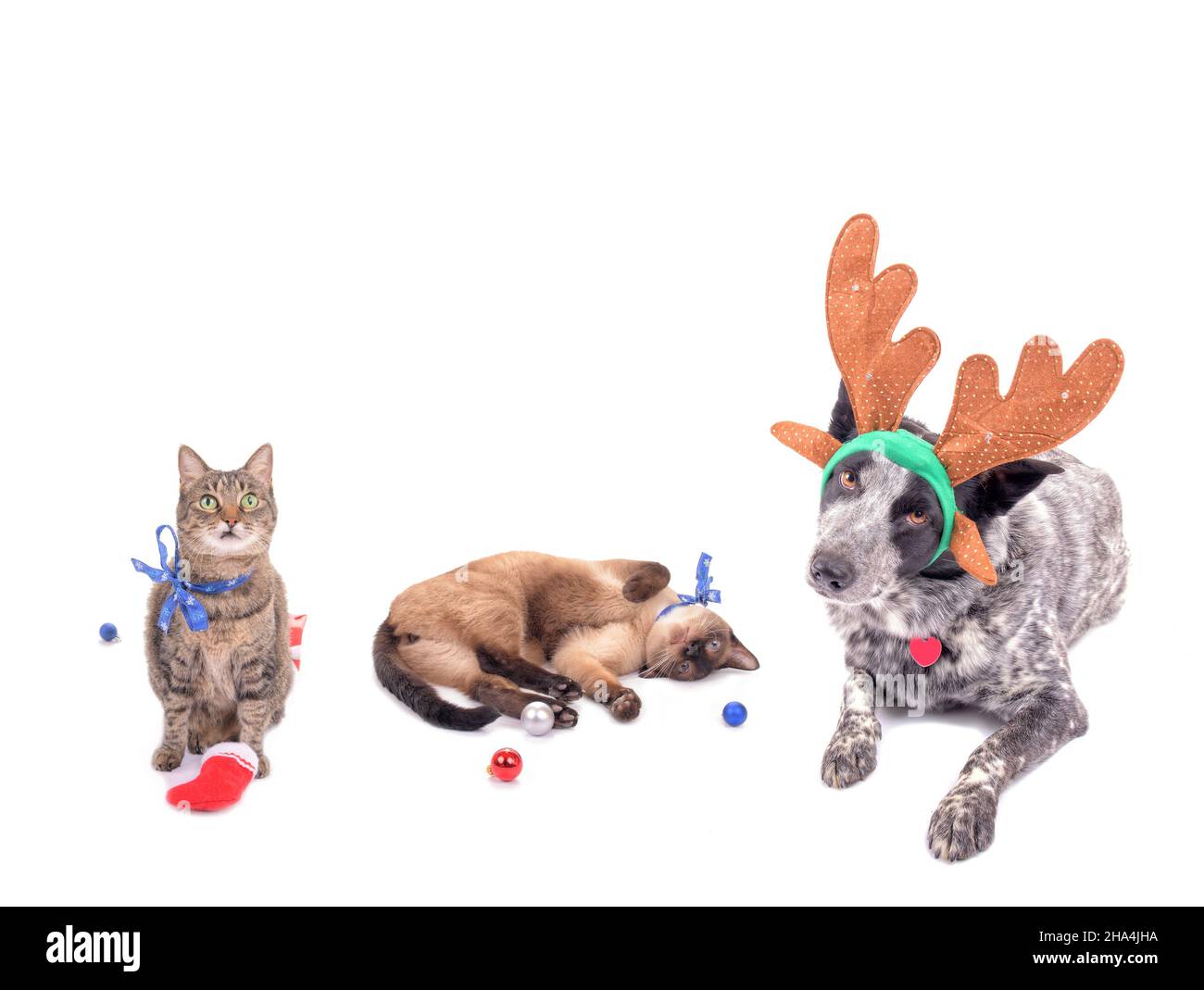 Un cane e due gatti in spiriti di Natale, cane che indossa corna di renne, e gatti con fiocchi di neve e baubles; su bianco, con spazio copia sulla parte superiore Foto Stock