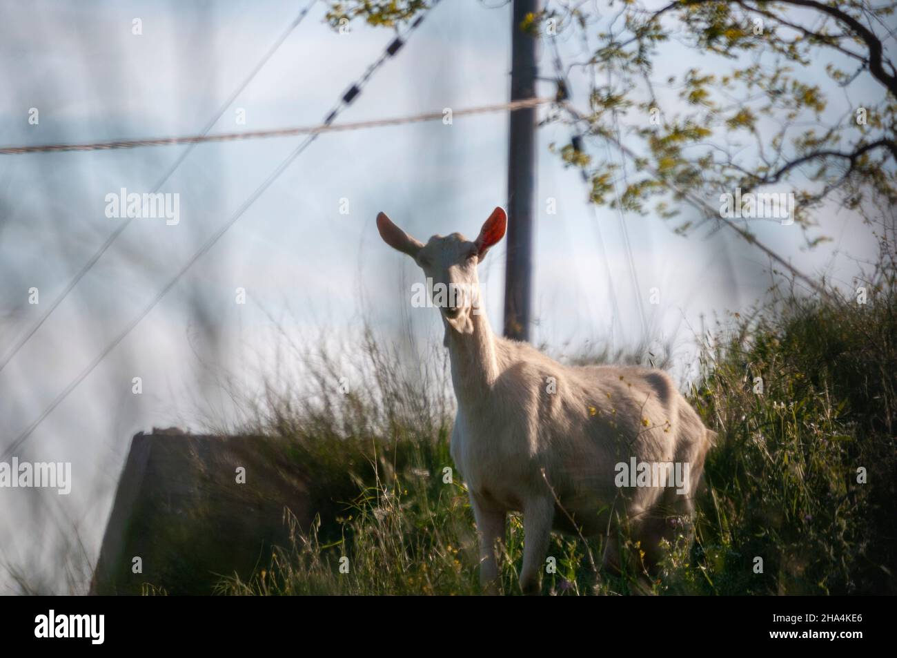 una capra su una collina Foto Stock