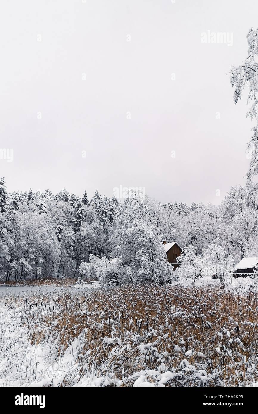 Case in legno in lontananza tra la foresta di conifere innevata Foto Stock