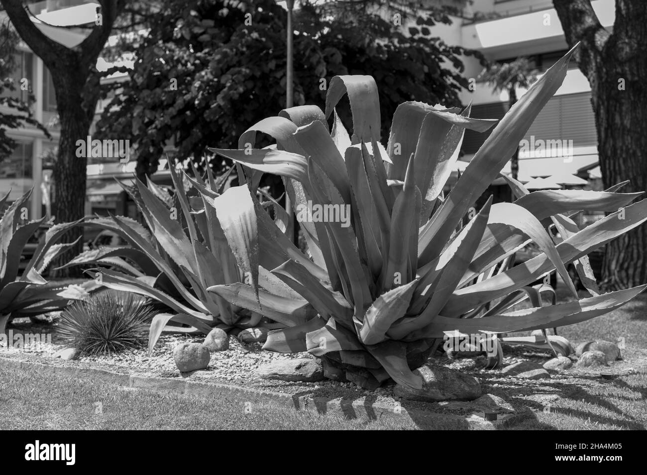 passeggiata lungo locarno sulle rive del lago maggiore locarno,canton ticino,svizzera Foto Stock