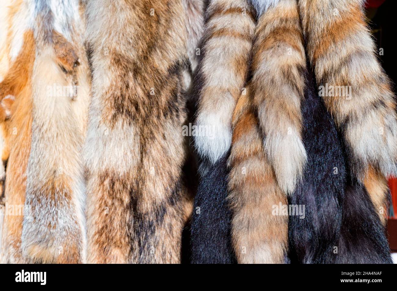 Chiudi i souvinirs in pelliccia che assomiglia a code di volpe appese in negozio Foto Stock