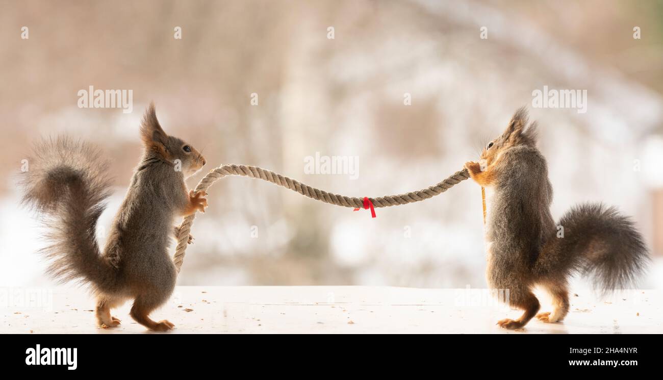 gli scoiattoli rossi stanno tirando una corda Foto Stock