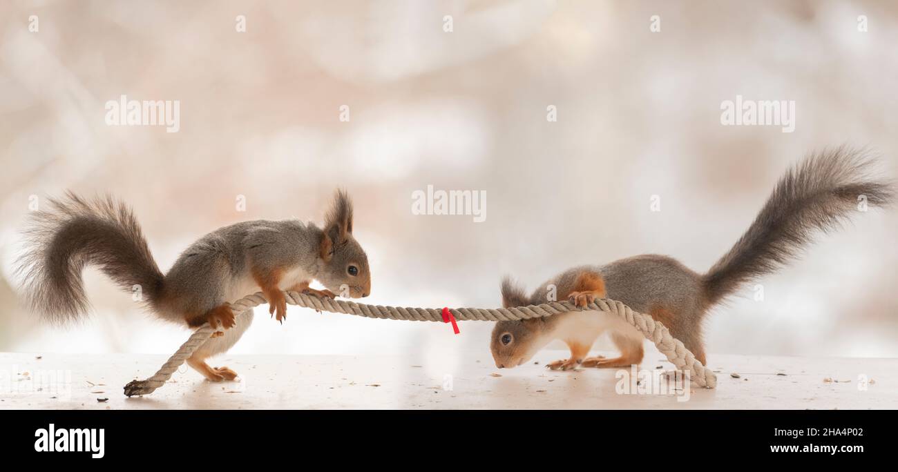 gli scoiattoli rossi stanno tirando una corda Foto Stock